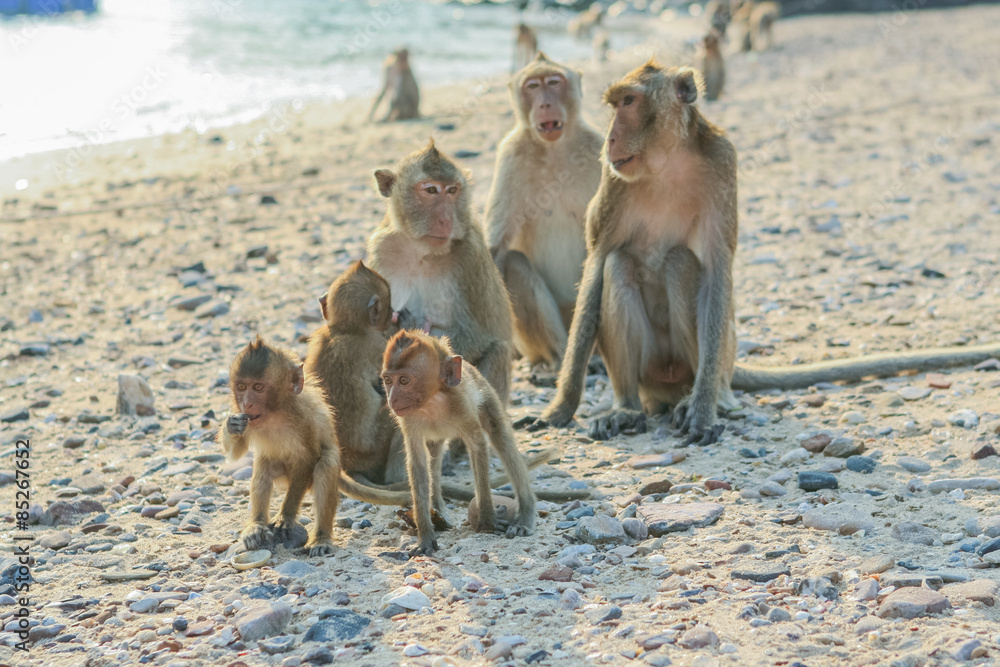 Monkey's family on the shore.