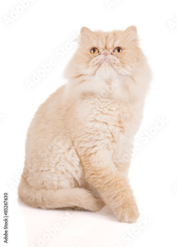 Lovely standing cream-colored persian cat.