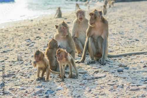 Monkey s family on the shore.