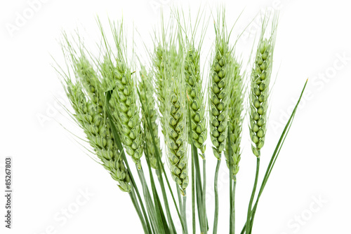 green ears of wheat