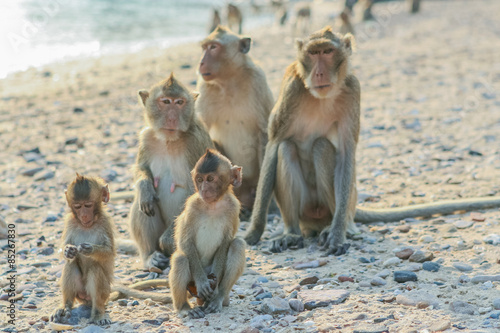 Monkey s family on the shore.