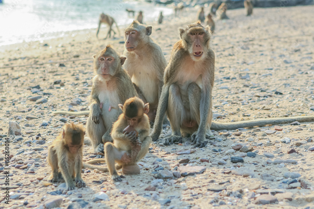 Naklejka premium Monkey's family on the shore.