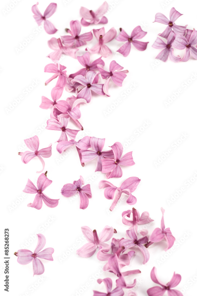 Lilac isolated on white background as spring and Easter design element.