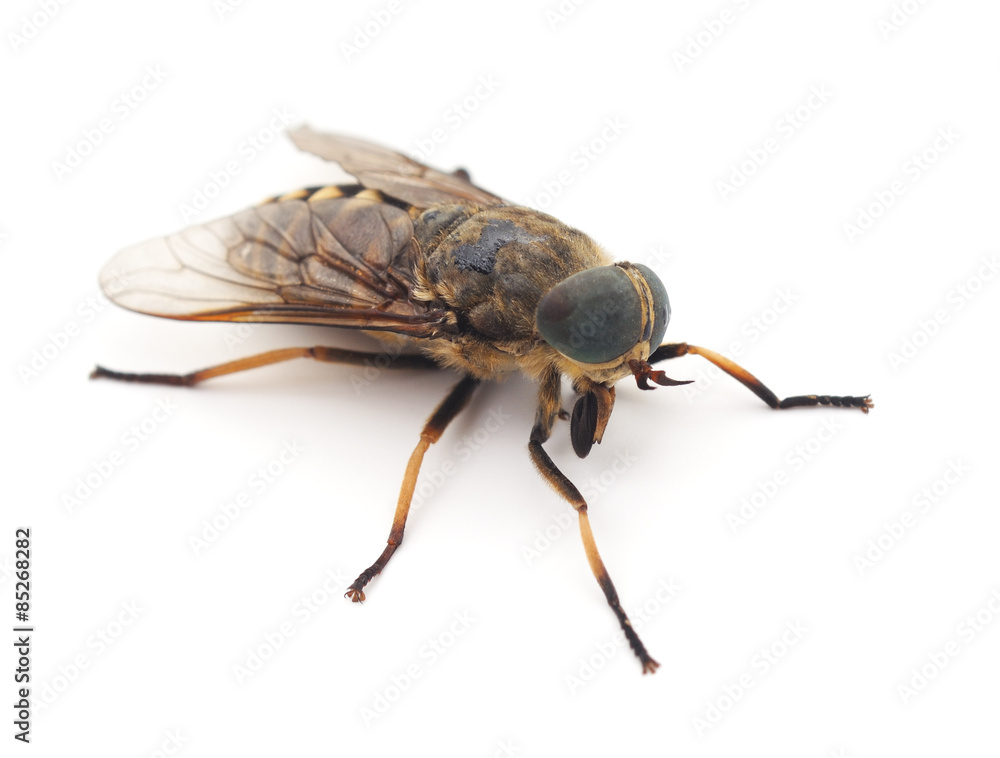 Big gadfly. Big gadfly.
