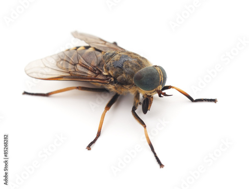 Canvas Print Big gadfly.