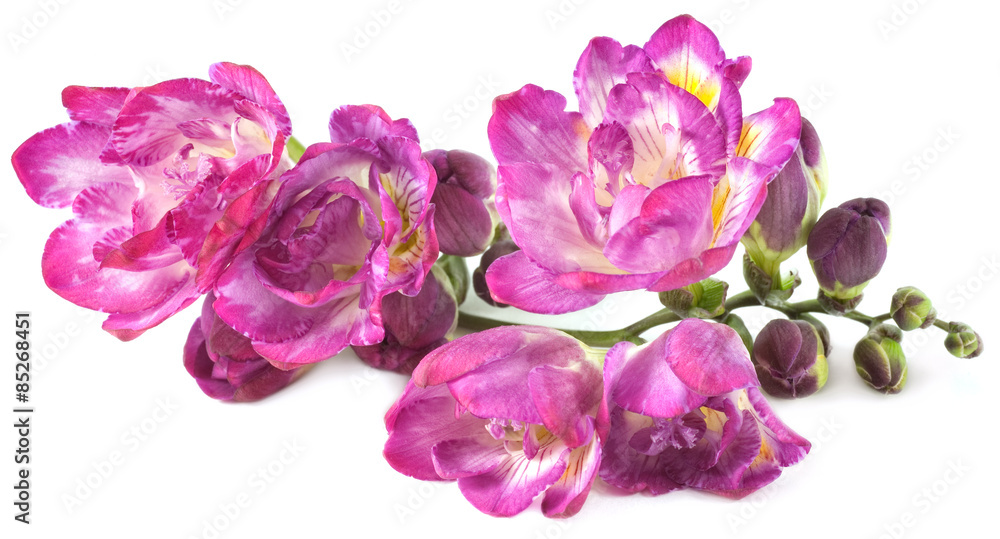 Purple Freesia Floral Cutout as design element Purple Freesia Floral Cutout as design element