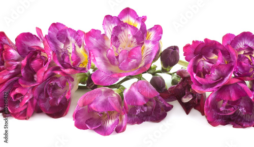 Floral Border Purple Freesia © Denise Torres
