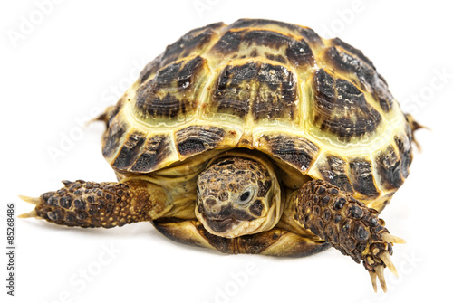 tortoise - testudo horsfieldii