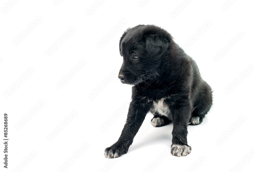 Obraz premium Puppy isolated