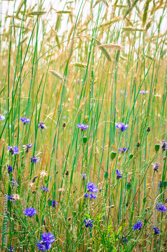 Obraz premium corn-flower in wheat field