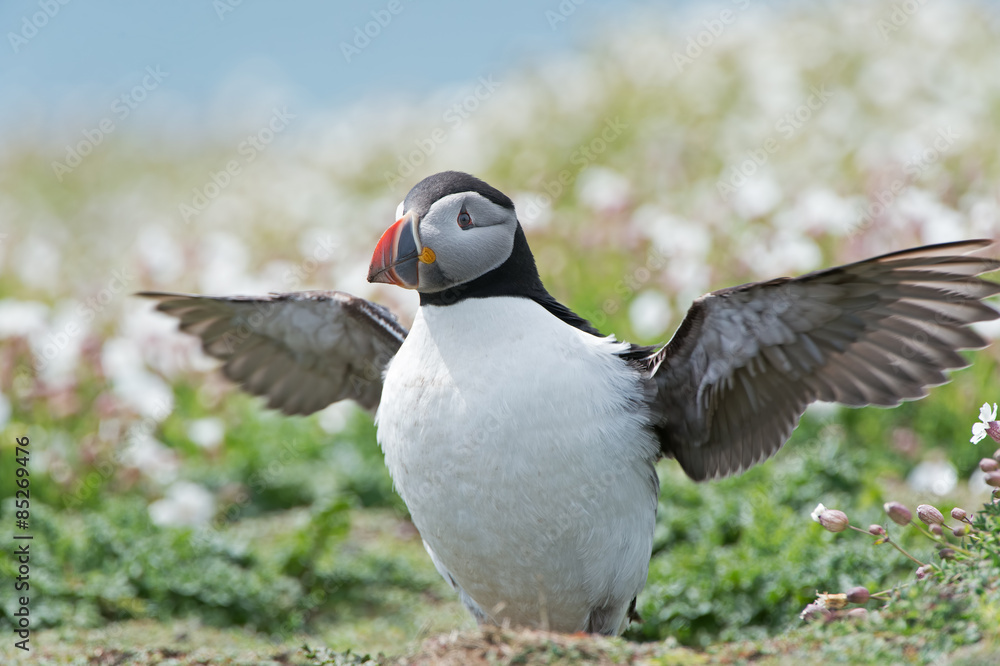 Obraz premium Atlantic Puffin (Alca Arctica)