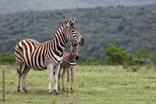 A female zebra and her fowl in this image.