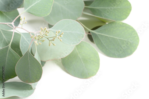 Eucalyptus Leaves and Buds Series