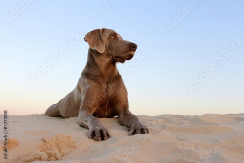 A weimaraner dog with the sea in the background