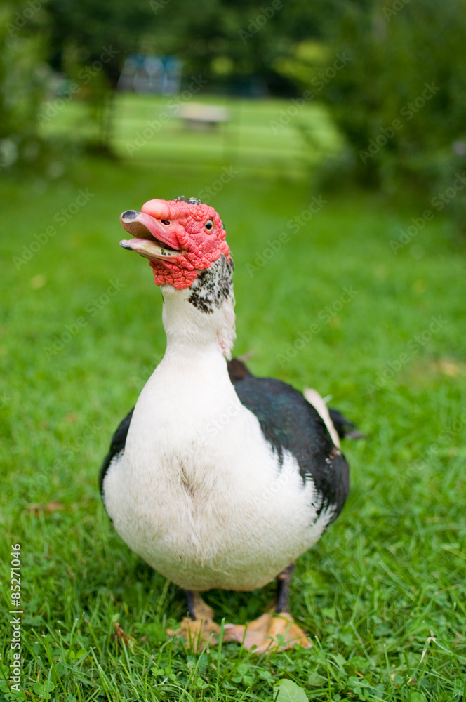 Fototapeta premium muscovy duck