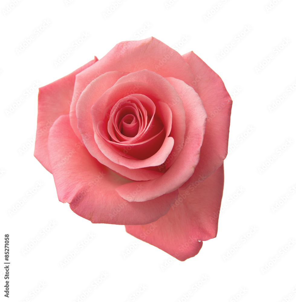 Fototapeta premium gentle pink rose