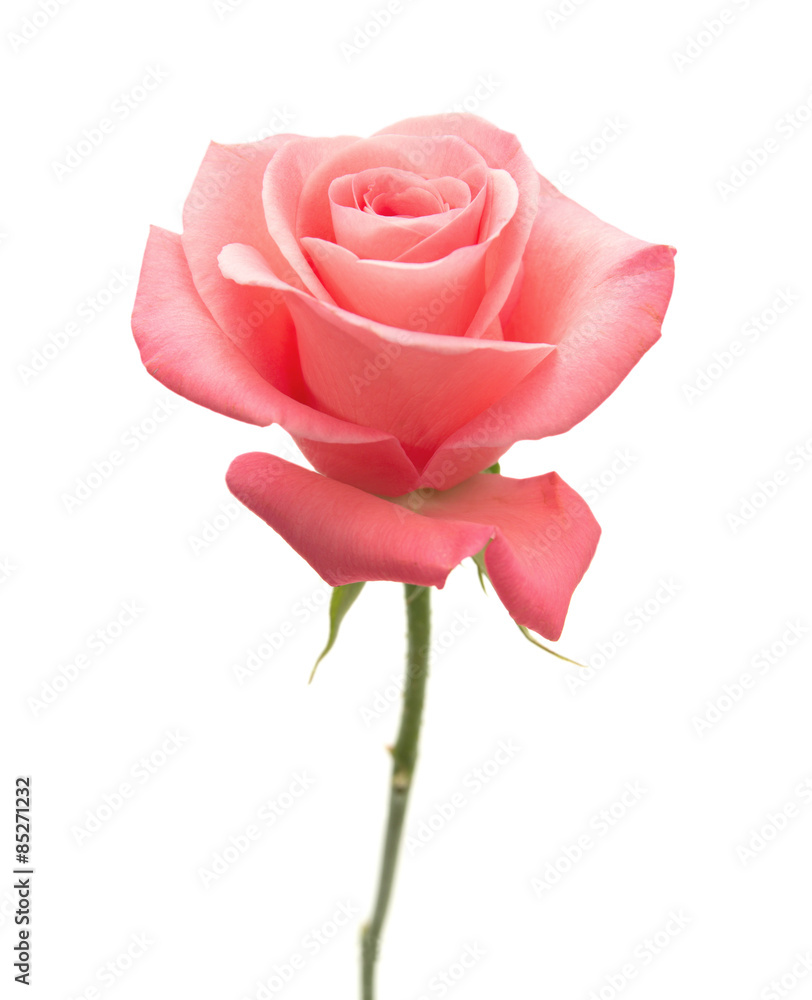 Fototapeta premium gentle pink rose