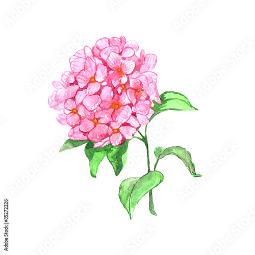 Watercolor pink hydrangea