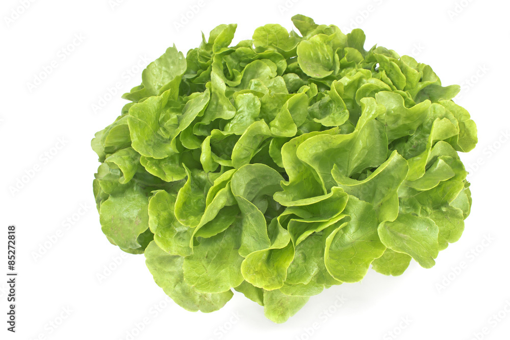 Fresh oak leaf lettuce isolated on white Fresh oak leaf lettuce isolated on white