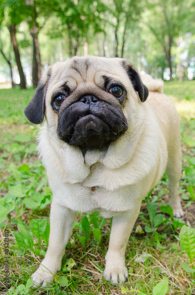 Pug stay in park. Street photo