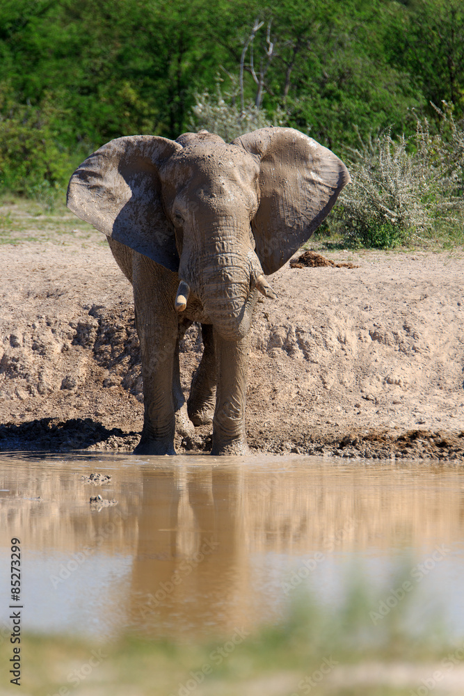 Obraz premium Elefant am Wasserloch
