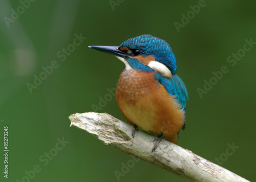 Kingfisher on abranch 25 © Rmj