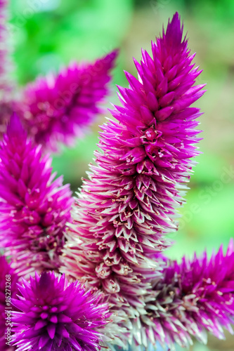 Celosia argentea flowerbed