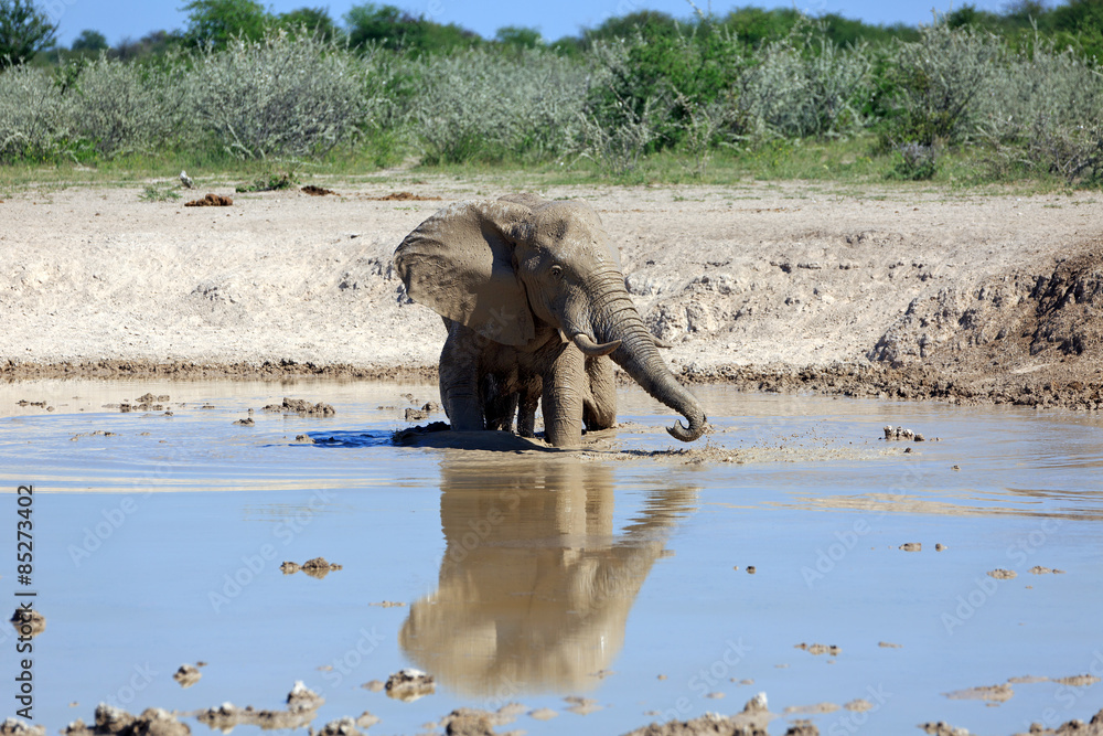 Obraz premium Elefant am Wasserloch