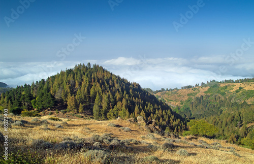 Inland Gran Canaria  view over the tree tops towards cloud cover