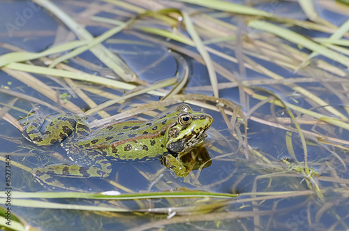 Beautiful green frog is at pond over plants, in spring season
