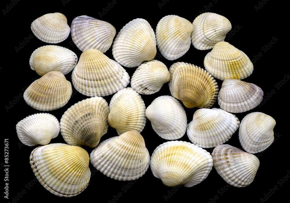 Variety of sea and river white shell macro isolated on black