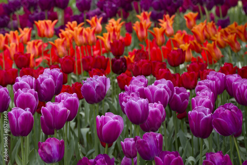 Tulip Field in Washington