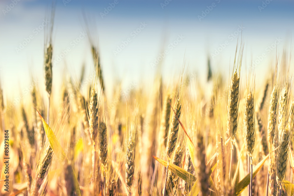 Obraz premium Grain field in bright summer day.