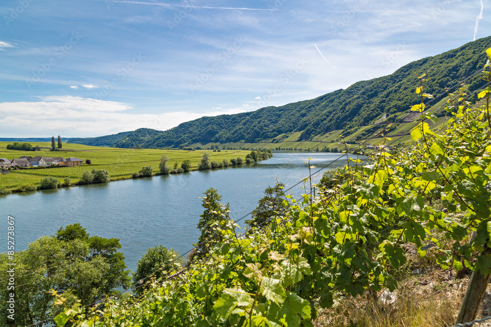 Fototapeta premium Vineyards
