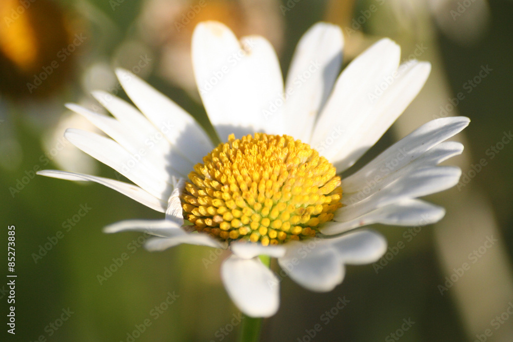 Matricaria flower macro, also known as mayweed or chamomile Matricaria flower macro, also known as mayweed or chamomile