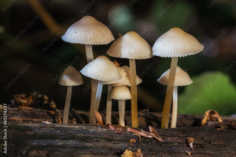 Mushrooms photographed in their natural environment Mushrooms photographed in their natural environment