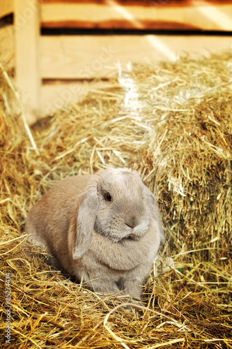 Lop-earred Rabbit photo