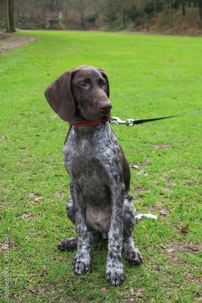 German Shorthaired Pointer