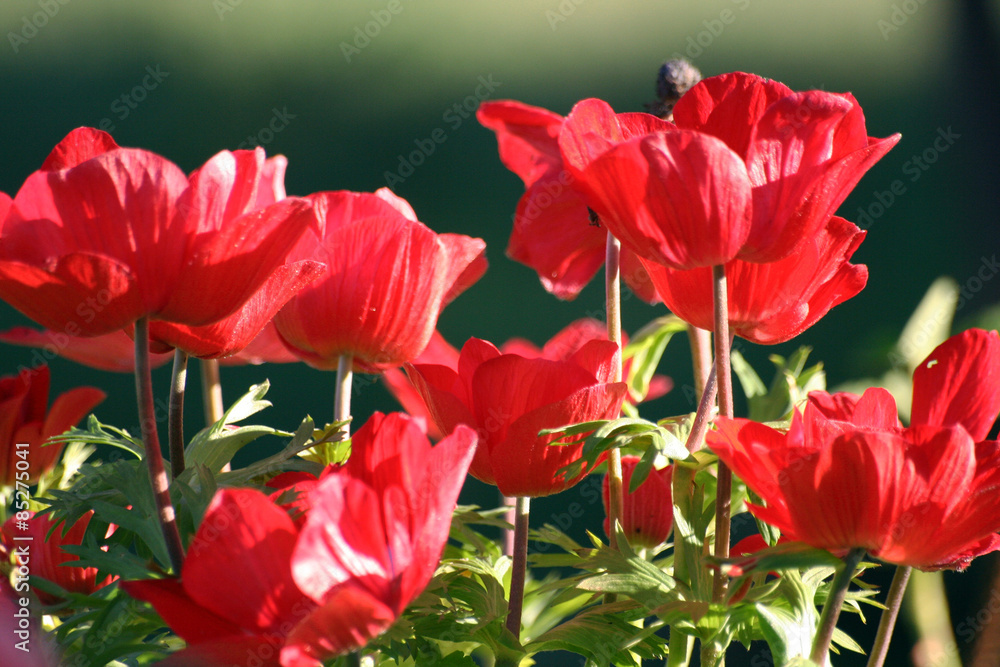 Anemone coronaria or poppy anemone Anemone coronaria or poppy anemone