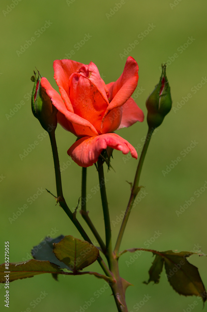 Obraz premium Rosa rossa bocciolo sfondo verde prato