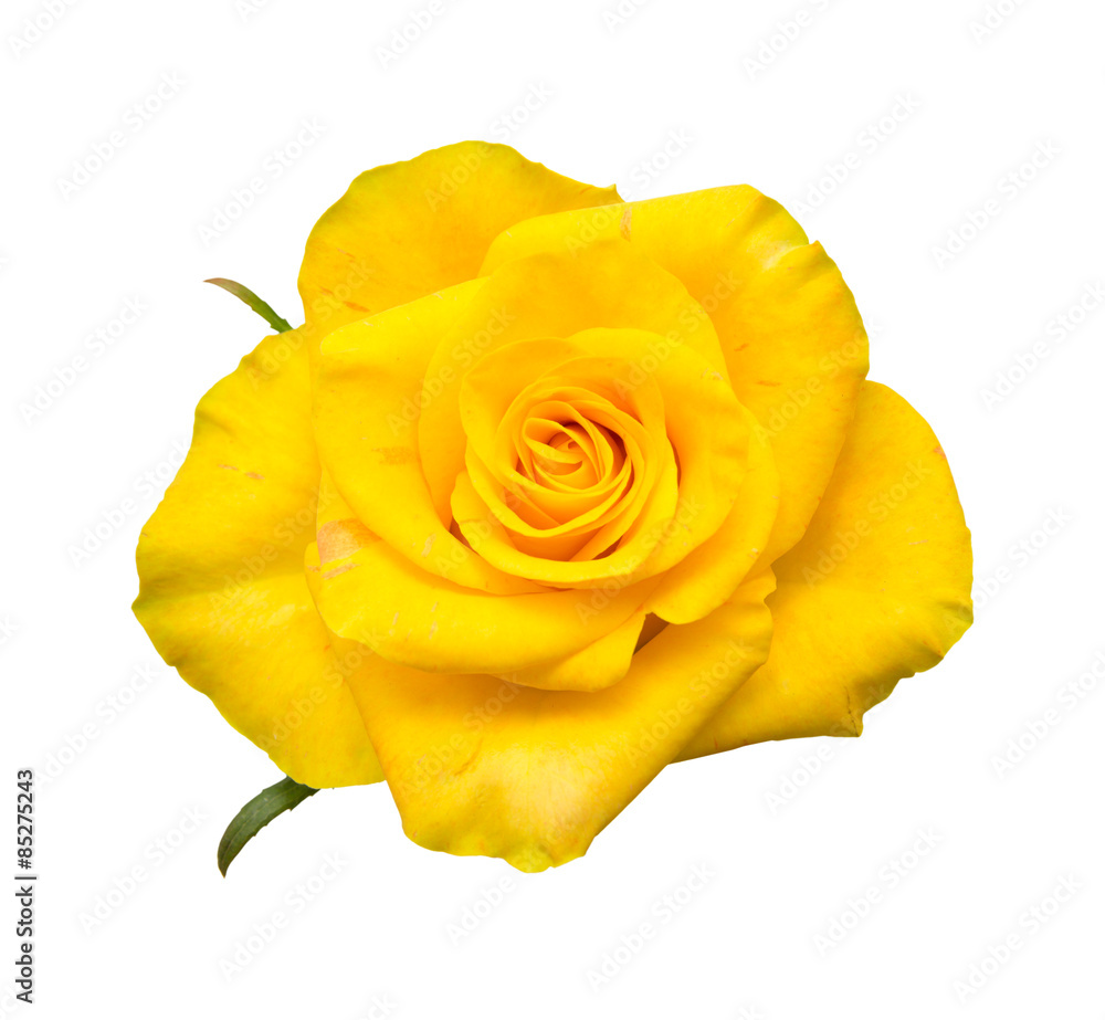 Fototapeta premium yellow rose