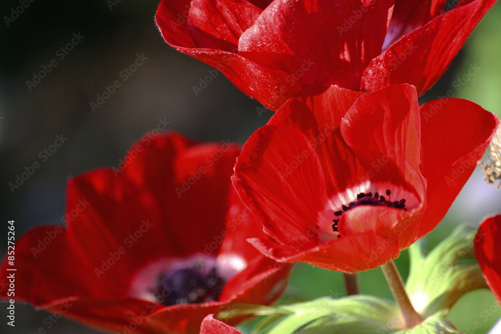 Anemone coronaria or poppy anemone Anemone coronaria or poppy anemone