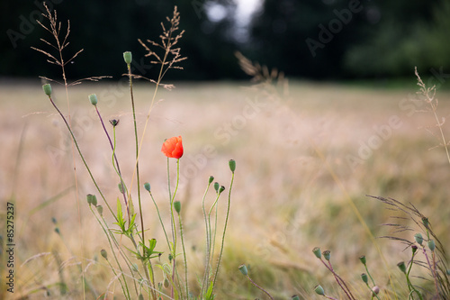 Mohnblume im Weizen Feld © UrbanExplorer