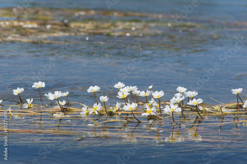 Fototapeta Naklejka Na Ścianę i Meble -  White flowers in water