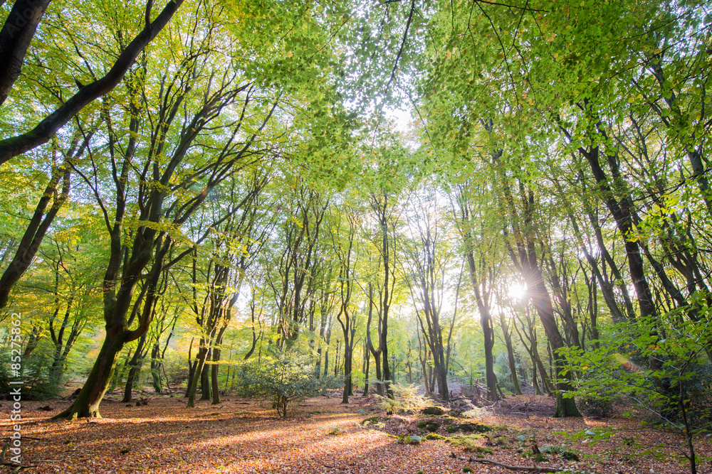 Forest with leaf trees Forest with leaf trees