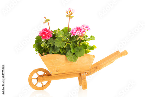 Принти на полотні Pelargoniums in wheel barrow