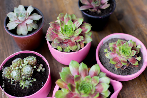 succulents in diy concrete pots painted in pink on wood table background