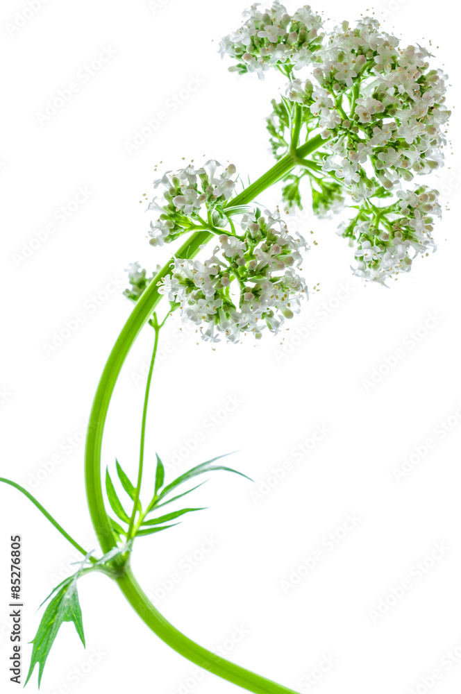 Baldrian freigestellt