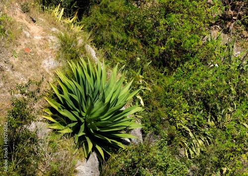 Yucca plant growing on a rocky slope