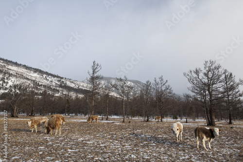 Cute calfs in forest against the rocks